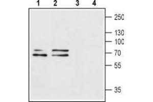 Western blot analysis of rat brain (lanes 1 and 3) and mouse brain (lanes 2 and 4) lysates: - 1,2. (P2RX1 anticorps  (Extracellular Loop))