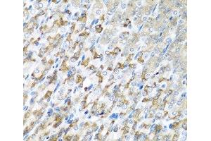 Immunohistochemistry of paraffin-embedded Mouse stomach using CST1 Polyclonal Antibody at dilution of 1:100 (40x lens). (CST1 anticorps)
