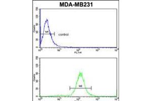 Flow cytometric analysis of MDA-MB231 cells (bottom histogram) compared to a negative control cell (top histogram). (TSHB anticorps  (AA 58-86))