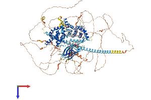 AlphaFold protein structure predicition of Human Recombinant SYNGAP1 Protein, UniprotID Q96PV0