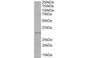 Image no. 1 for anti-Toll-Interleukin 1 Receptor (TIR) Domain Containing Adaptor Protein (TIRAP) (AA 221-234) antibody (ABIN293887) (TIRAP anticorps  (AA 221-234))