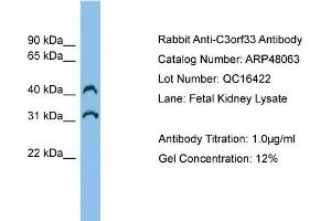 WB Suggested Anti-C3orf33 Antibody Titration:  0. (C3orf33 anticorps  (Middle Region))