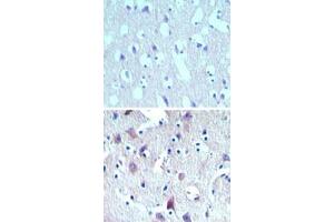 Image no. 1 for anti-Mesenchymal Stem Cell Protein DSCD75 (THEM6) (AA 200-250) antibody (ABIN960105)