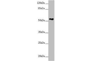 Western blot All lanes: FOXRED1 antibody at 5. (FOXRED1 anticorps  (AA 307-486))