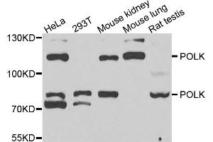 Western blot analysis of extracts of various cell lines, using POLK antibody (ABIN1877108) at 1:1000 dilution. (POLK anticorps)