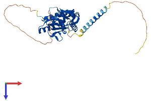 AlphaFold protein structure predicition of Mouse Recombinant Akap7 Protein, UniprotID Q7TN79