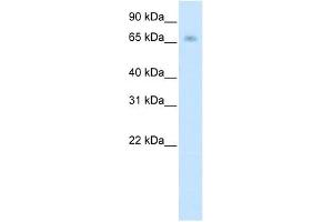 KBTBD10 antibody (20R-1205) used at 0. (Kelch-like protein 41 (KLHL41) (N-Term) anticorps)