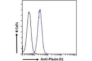 ABIN185358 Flow cytometric analysis of paraformaldehyde fixed K562 cells (blue line), permeabilized with 0. (PLXND1 anticorps  (Internal Region))