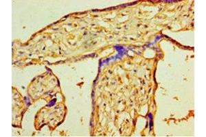 Immunohistochemistry of paraffin-embedded human placenta tissue using ABIN7163238 at dilution of 1:100 (PIGX anticorps  (AA 42-230))