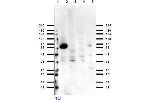 Western Blot of Rabbit Anti-Cytochrome p450 Antibody Western Blot of Rabbit Anti-Cytochrome p450 Antibody. (Cytochrome P450 anticorps)