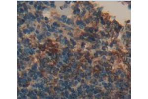IHC-P analysis of Mouse Tissue, with DAB staining.