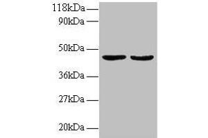 Western blot All lanes: TNFSF14 antibody at 2 μg/mL Lane 1: EC109 whole cell lysate Lane 2: 293T whole cell lysate Secondary Goat polyclonal to rabbit IgG at 1/15000 dilution Predicted band size: 27, 23 kDa Observed band size: 45 kDa (TNFSF14 anticorps  (AA 1-239))