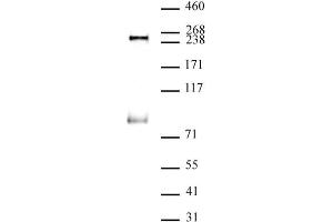 RNA pol II phospho Ser5 antibody (mAb) (Clone 1H4B6) tested by Western blot. (Rpb1 CTD anticorps  (Ser5))