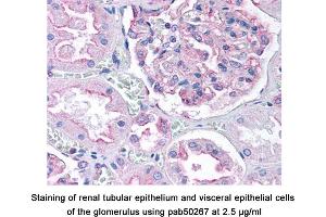 Image no. 1 for anti-Dynamin 1-Like (DNM1L) (AA 500-600), (Internal Region) antibody (ABIN363576)