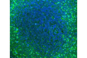 IF analysis of Cd2 using anti-Cd2 antibody (ABIN7601386). (CD2 anticorps  (AA 34-330))