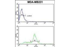 CAV2 Antibody (N-term) (ABIN652586 and ABIN2842393) flow cytometric analysis of MDA-M cells (bottom histogram) compared to a negative control cell (top histogram). (Caveolin 2 anticorps  (N-Term))