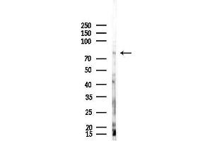 anti-Thymus High Mobility Group Box Protein (TOX) antibody