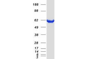 Validation with Western Blot