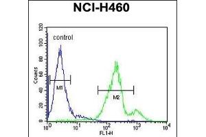 SC31B Antibody (C-term) (ABIN651805 and ABIN2840406) flow cytometric analysis of NCI- cells (right histogram) compared to a negative control cell (left histogram). (SEC31B anticorps  (C-Term))