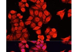 Immunofluorescence analysis of HeLa cells using NRF1 Polyclonal Antibody at dilution of 1:100. (NRF1 anticorps)