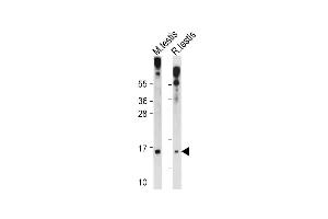 All lanes : Anti-GLRX2 Antibody (C-term ) at 1:1000 dilution Lane 1: Mouse testis tissue lysate Lane 2: Rat testis tissue lysate Lysates/proteins at 20 μg per lane. (Glutaredoxin 2 anticorps  (C-Term))