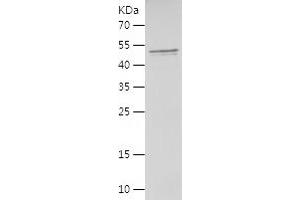 Western Blotting (WB) image for PHD Finger Protein 14 (PHF14) (AA 1-292) protein (His-IF2DI Tag) (ABIN7124386)