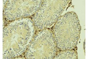 ABIN6274906 at 1/100 staining Mouse testis tissue by IHC-P. (B3GALTL anticorps  (C-Term))