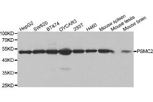 Western blot analysis of extracts of various cell lines, using PSMC2 antibody (ABIN5971033) at 1/1000 dilution. (PSMC2 anticorps)