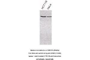 Image no. 1 for anti-X-Ray Repair Complementing Defective Repair in Chinese Hamster Cells 3 (XRCC3) antibody (ABIN363391)