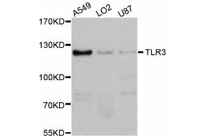 Western blot analysis of extracts of various cell lines, using TLR3 antibody (ABIN5999058) at 1:3000 dilution. (TLR3 anticorps)