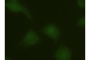 Immunofluorescence (IF) image for anti-Mitogen-Activated Protein Kinase 6 (MAPK6) (AA 345-721) antibody (ABIN1491432)