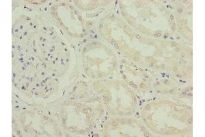 Immunohistochemistry of paraffin-embedded human kidney tissue using ABIN7156655 at dilution of 1:100 (IFI44 anticorps  (AA 101-300))