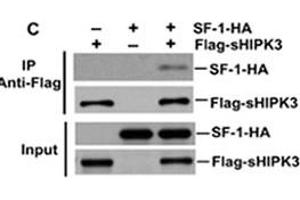 Detection of interaction between HIPK3 and SF-1 by coimmunoprecipitation. (HIPK3 anticorps  (C-Term))