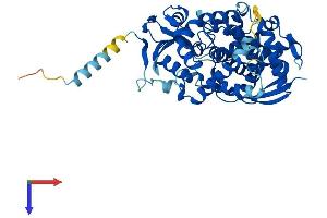 AlphaFold protein structure predicition of Mouse Recombinant Cyp39a1 Protein, UniprotID Q9JKJ9