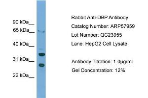 WB Suggested Anti-DBP  Antibody Titration: 0. (DBP anticorps  (C-Term))