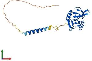 AlphaFold protein structure predicition of Mouse Recombinant Cd69 Protein, UniprotID P37217