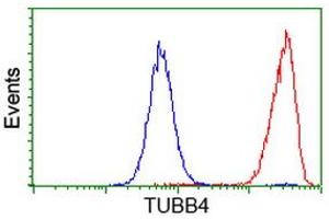 Image no. 6 for anti-Tubulin beta 4a (TUBB4A) antibody (ABIN1501579)