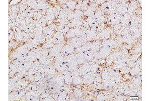 Formalin-fixed and paraffin embedded rat heart labeled with Anti-HCN4 Polyclonal Antibody, Unconjugated  at 1:200 followed by conjugation to the secondary antibody and DAB staining. (HCN4 anticorps  (AA 501-600))