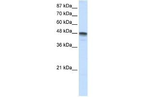 RBMS3 antibody used at 1. (RBMS3 anticorps  (N-Term))
