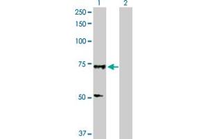 Western Blot analysis of SOX13 expression in transfected 293T cell line by SOX13 MaxPab polyclonal antibody. (SOX13 anticorps  (AA 1-622))