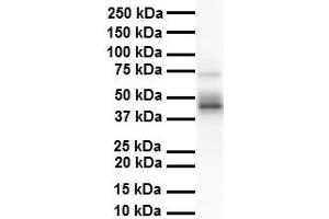 WB Suggested Anti-ENO3 antibody Titration: 1 ug/mL Sample Type: Human heart (ENO3 anticorps  (N-Term))