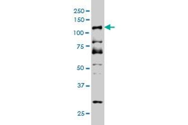 DMP1 antibody  (AA 661-760)