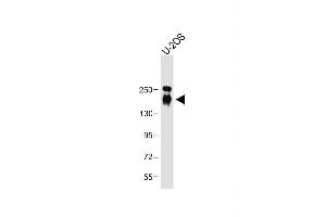 Anti-CD163L1 Antibody (C-term) at 1:1000 dilution + U-2OS whole cell lysate Lysates/proteins at 20 μg per lane. (CD163L1 anticorps  (C-Term))
