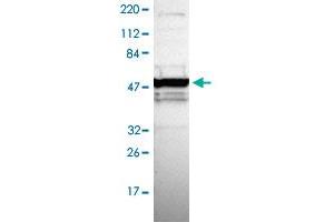 Western blot analysis of Human cell line RT-4 with ZNF764 polyclonal antibody . (ZNF764 anticorps)