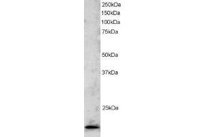Western Blotting (WB) image for anti-TBP-Like 1 (TBPL1) (C-Term) antibody (ABIN2466392) (TBPL1 anticorps  (C-Term))