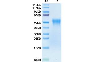 Biotinylated Human TNFR2 on Tris-Bis PAGE under reduced condition.