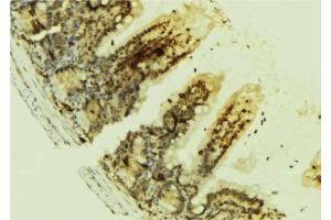 ABIN6269074 at 1/100 staining Mouse colon tissue by IHC-P. (EGFR anticorps  (Internal Region))