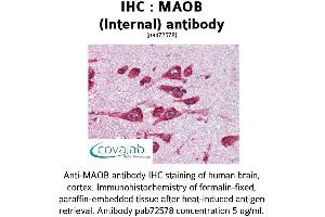 Image no. 1 for anti-Monoamine Oxidase B (MAOB) (Internal Region) antibody (ABIN1736693) (Monoamine Oxidase B anticorps  (Internal Region))