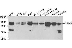 Western blot analysis of extracts of various cell lines, using NR2C2 antibody (ABIN5973822) at 1/1000 dilution. (TR4 anticorps)