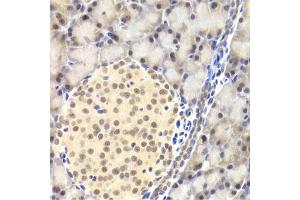 Immunohistochemistry of paraffin-embedded rat pancreas using PAWR Antibody (ABIN1874043) at dilution of 1:200 (40x lens). (PAWR anticorps)